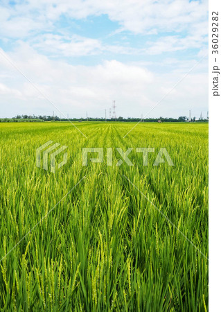 台湾 稲穂 イナホ 36029282