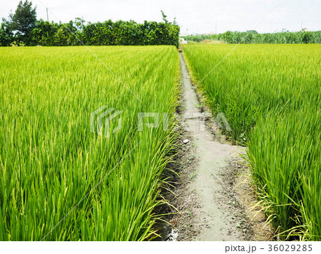 台湾 稲穂 イナホ 36029285