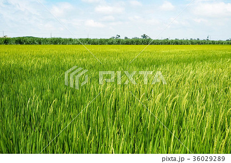 台湾 稲穂 イナホ 36029289