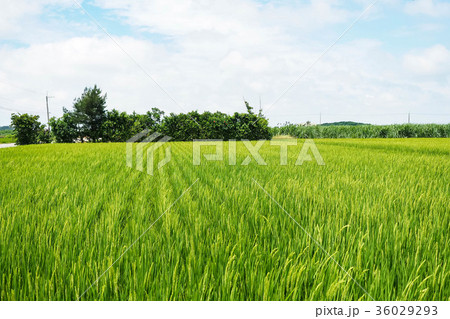 台湾 稲穂 イナホ 36029293