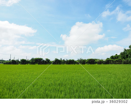 台湾 稲穂 イナホ 36029302