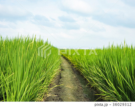 台湾 稲穂 イナホ 36029312