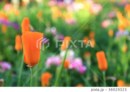 Flower Garden Flower Garden 36029323