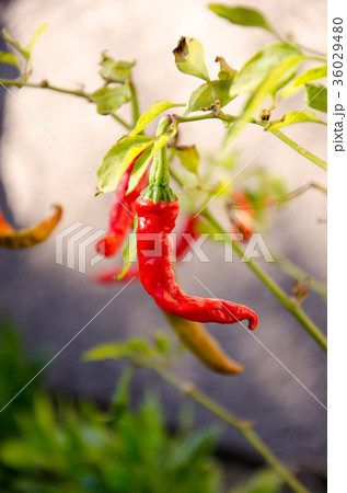 とうがらし 36029480
