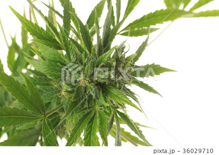 cannabis and hemp 36029710