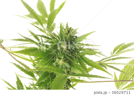 cannabis and hemp 36029711