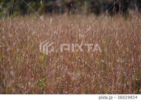 メリケンカルカヤの群生 36029854