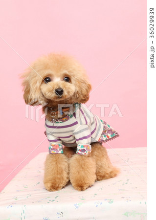 トイプードル 36029939