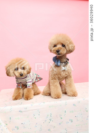 トイプードル トイプードル 36029940