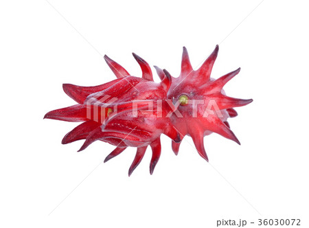 whole fresh red roselle isolated on a white  36030072