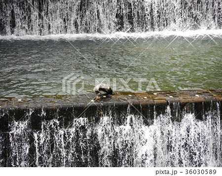 小樽市・水源地 36030589