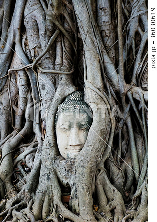 ワット・マハータート ワット・マハータート 36030619