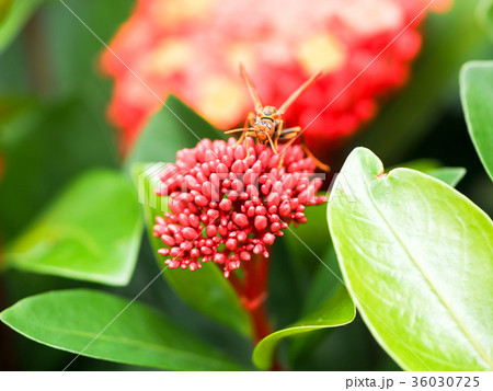 サンタンカ 花 フラワー 36030725