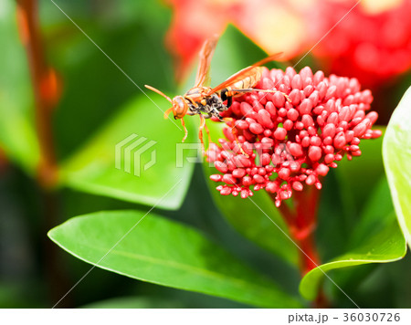 サンタンカ 花 フラワー 36030726