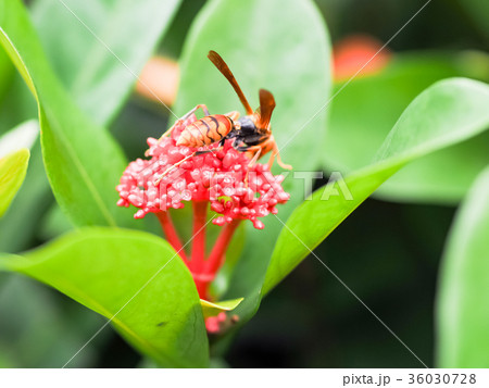 サンタンカ 花 フラワー 36030728
