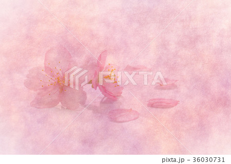 桜 花びら 和紙背景 36030731