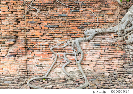Beautiful brick wall background 36030914