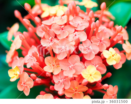 サンタンカ 花 フラワー 36031500