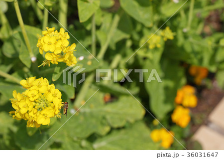 ハナアブと菜の花 ハナアブと菜の花 36031647
