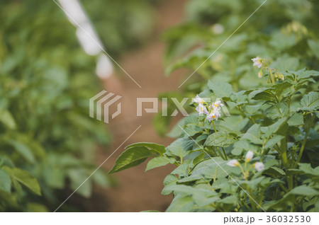 farming farming 36032530