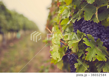 Bunch of blue grapes in the vineyard Bunch of blue grapes in the vineyard 36032584