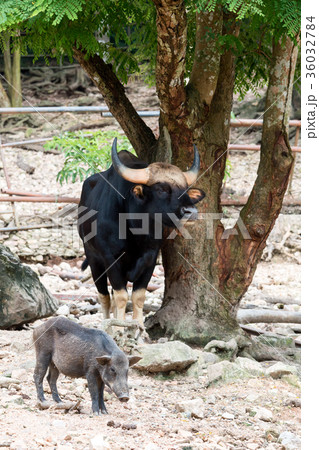 Wild bull standing under big tree 36032784