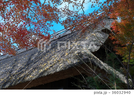 紅葉に包まれる古い家 紅葉に包まれる古い家 36032940