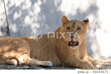 ライオン 36033671