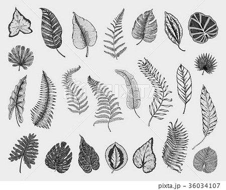 tropical or exotic leaves, leaf of different tropical or exotic leaves, leaf of different 36034107