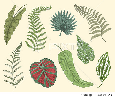 tropical or exotic leaves, leaf of different 36034123