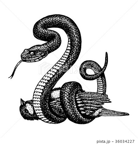 Viper Snake Serpent Cobra And Python Anaconda Orのイラスト素材