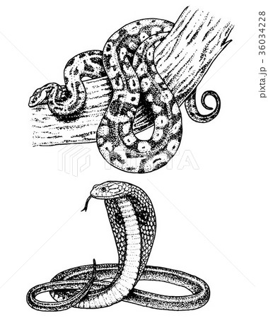 Viper snake. serpent cobra and python, anaconda or 36034228