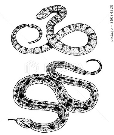 Viper snake. serpent cobra and python, anaconda or Viper snake. serpent cobra and python, anaconda or 36034229