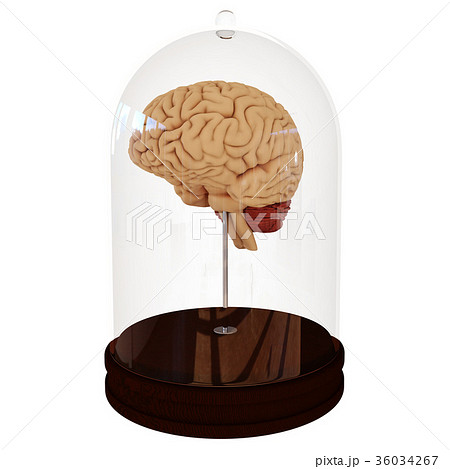 Human brain in a jar. 3D render 36034267
