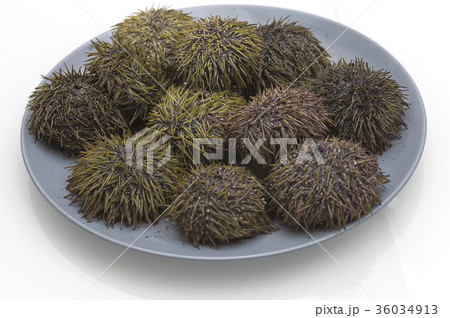 sea urchins on a plate 36034913