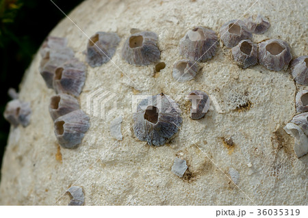 Barnacles on Rock background. 36035319
