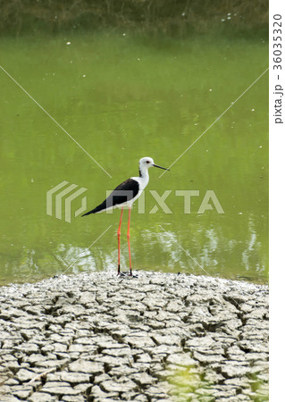 Black-winged Stilt bird. 36035320