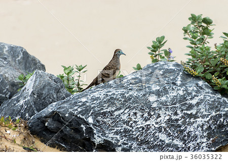 Geopelia striata bird on the rock. 36035322