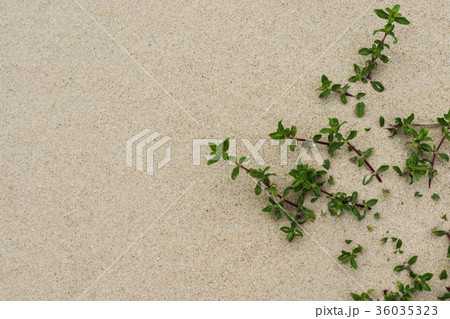 Sandy background with grass 36035323