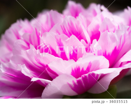 Portulaca grandiflora flower. Portulaca grandiflora flower. 36035515