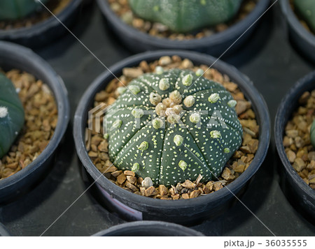 Close up of cactus plant. Close up of cactus plant. 36035555