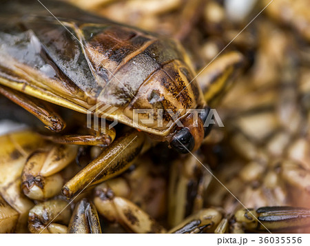 Close up insect of Lethocerus indicus. Close up insect of Lethocerus indicus. 36035556