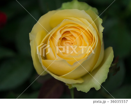 Close up yellow rose 36035557