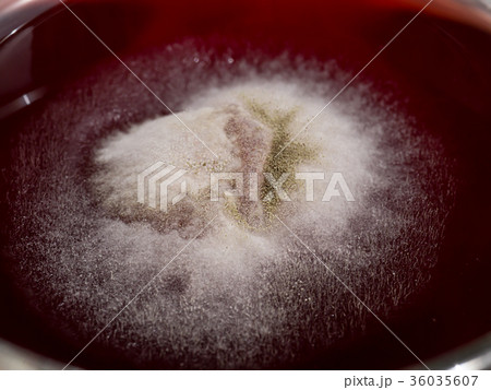 Fungus caused by fruit juice. Fungus caused by fruit juice. 36035607