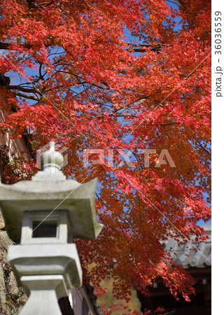 紅葉と灯篭 36036559