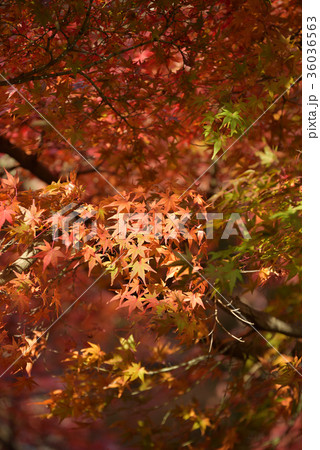 もみじ 36036563
