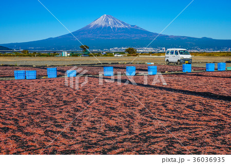桜えび　静岡県 36036935