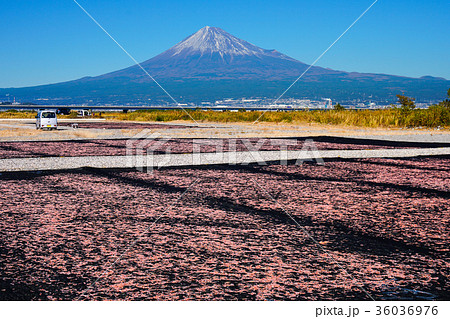 桜えび　静岡県 36036976