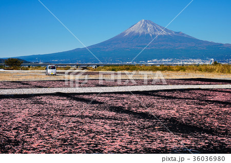 桜えび　静岡県 36036980