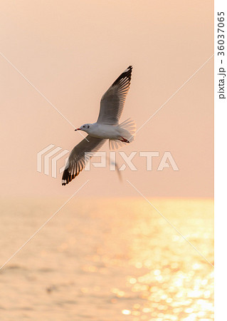 Seagull hover over sunrise beach 36037065